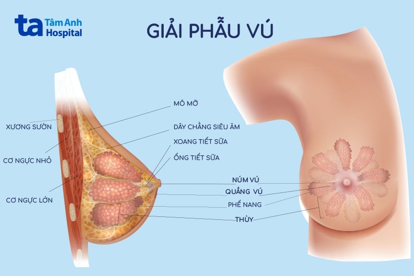 cau-tao-nguc-phu-nu cấu tạo ngực phụ nữ