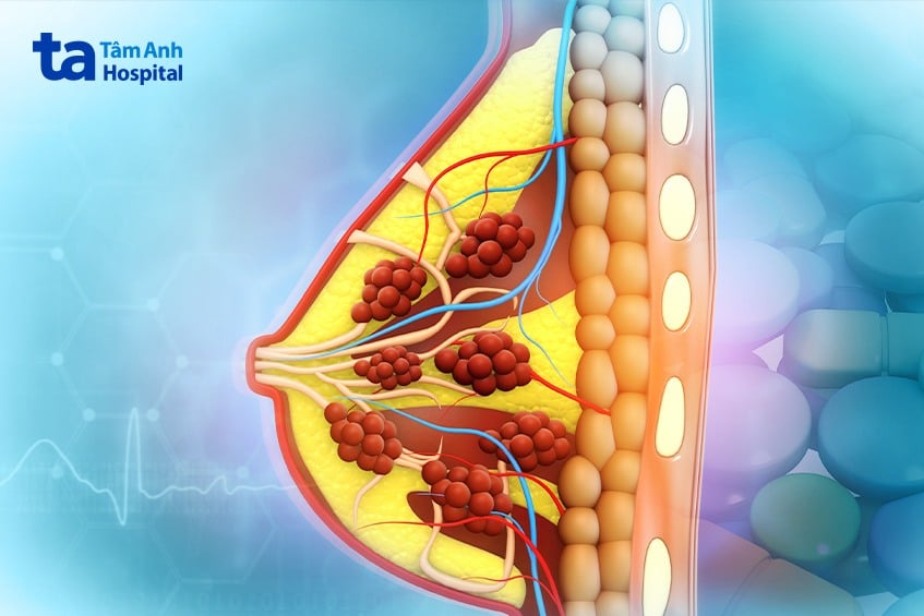 cau-tao-vu cấu tạo vú