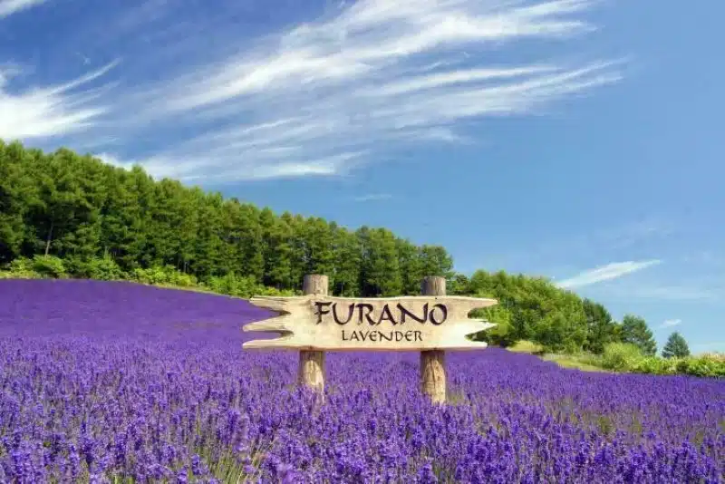 Lễ hội hoa lavender tại tỉnh Hokkaido